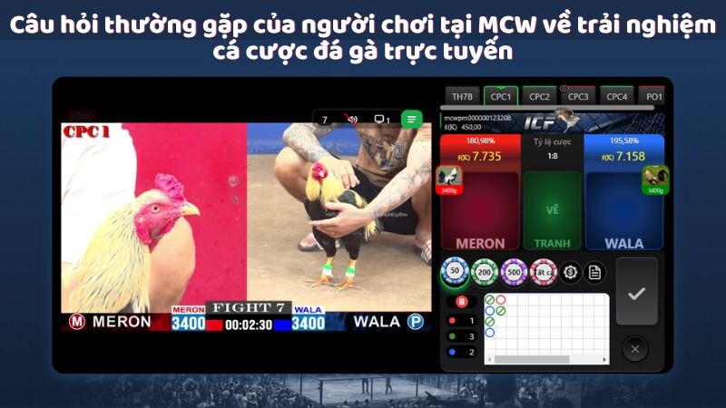 Câu hỏi thường gặp của người chơi tại MCW về trải nghiệm cá cược đá gà trực tuyến