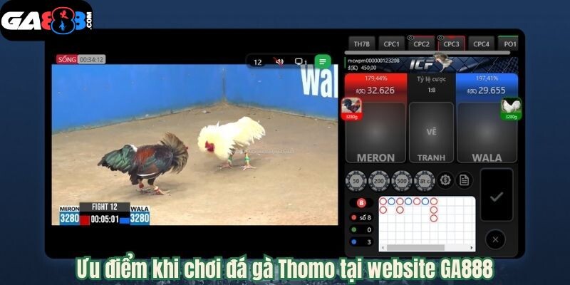 Ưu điểm khi chơi đá gà Thomo tại website GA888