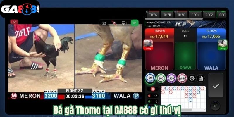 Đá gà Thomo tại GA888 có gì thú vị