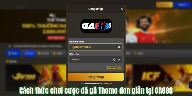 Cách thức chơi cược đá gà Thomo đơn giản tại GA888